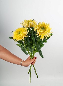 Хризантема одноголовая желтая (3 шт.)