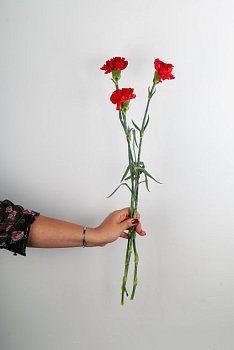 Гвоздика красная (3 шт.)
