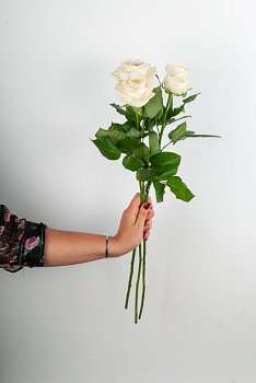 Роза белая 60 см (3 шт.)