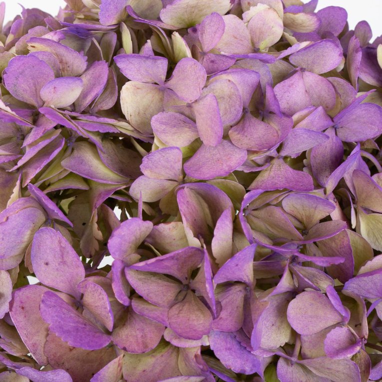 Гортензия фиолетовая (1 шт.)