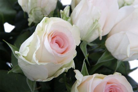 Букет 25 роз Сеньорита