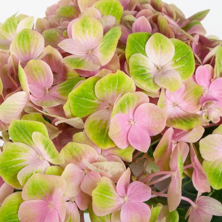 Гортензия розовая (1 шт.)